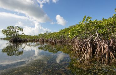 Los-manglares-mitigan-las-perdidas-económicas-e1607699621238