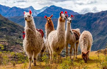 llamas